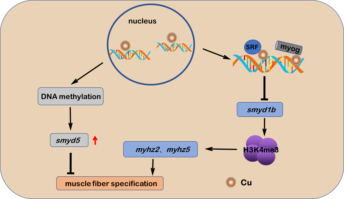 Cu2+调控斑马鱼肌原纤维分化的模式图